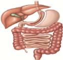 Gastrointestinal track graphic